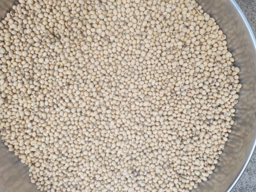 Soybean